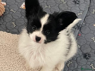 Papillon dogs - Advert 2