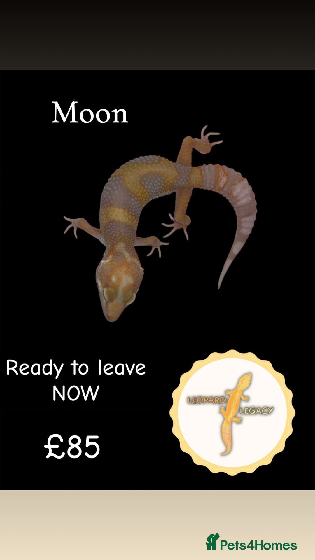 Leopard Gecko reptiles for sale: Multiple leopard gecko babies for quick sale!  - Advert 7
