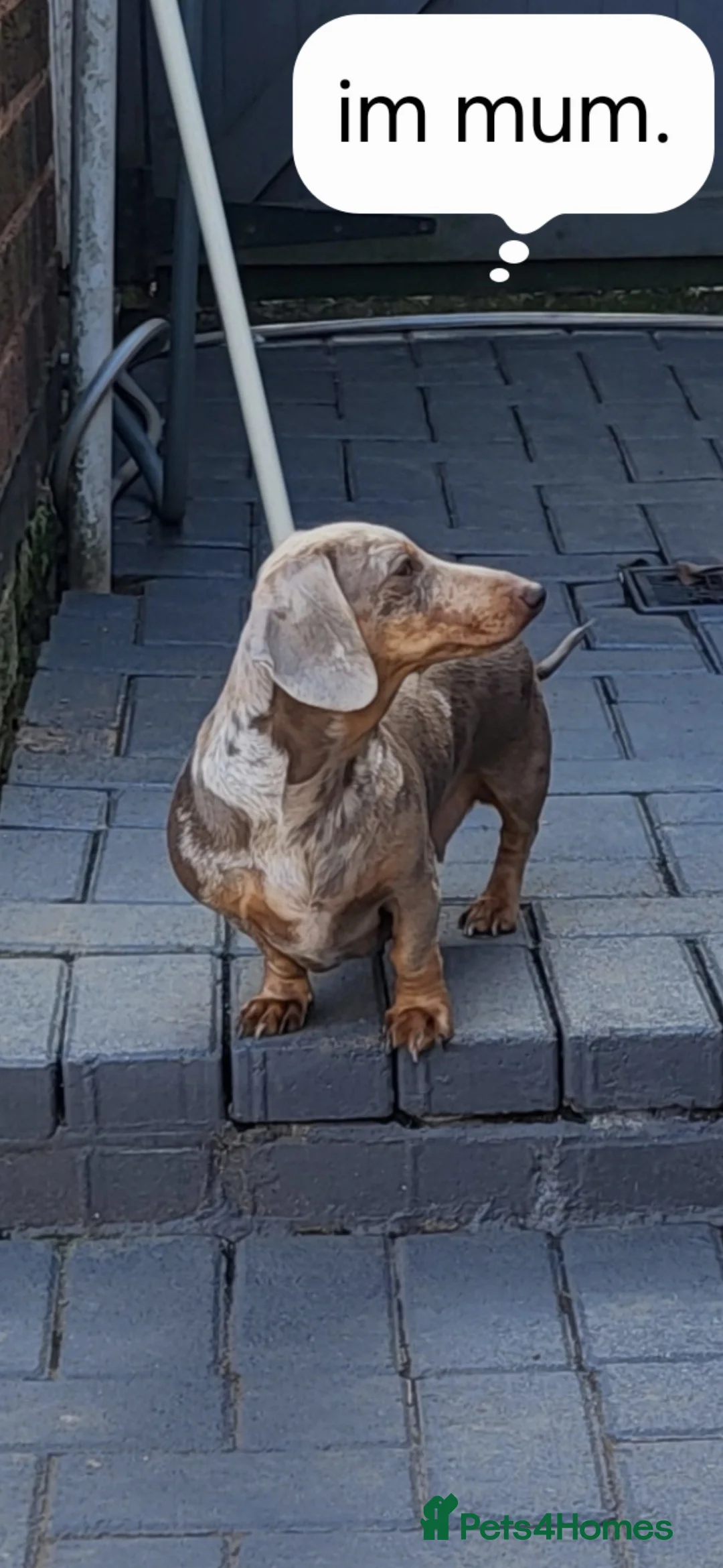 Miniature Dachshund dogs for sale: Minature dachshunds puppies "7 weeks old" - Advert 2