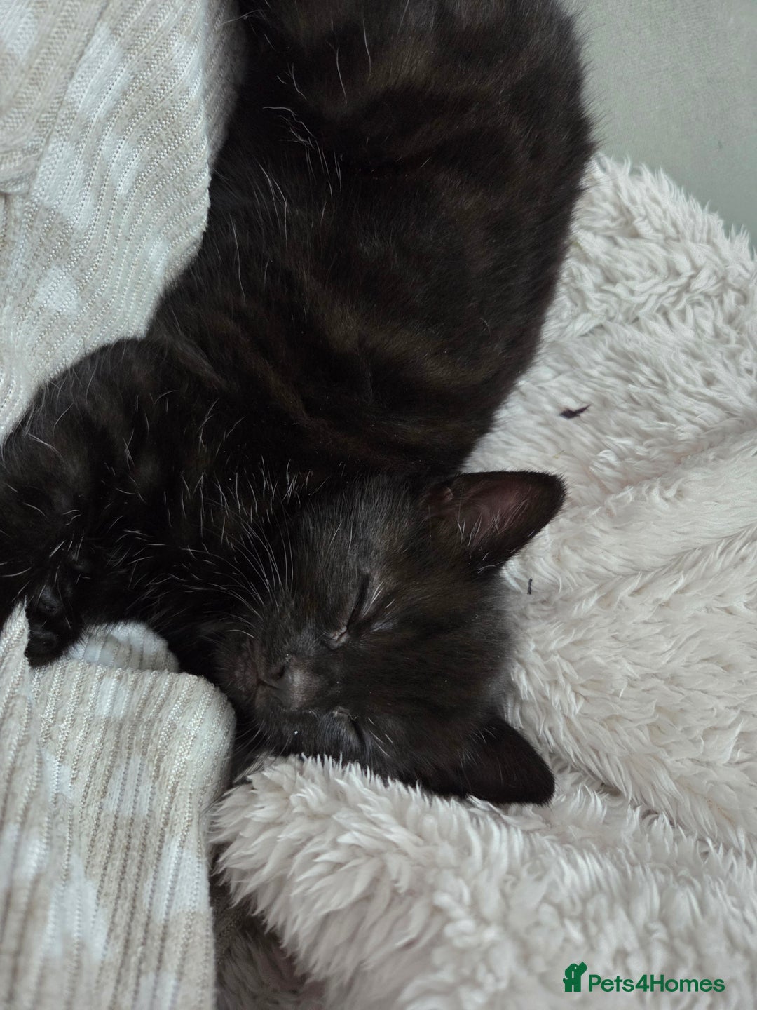 British Shorthair cats for sale: 4 beautiful kittens  - Image 7