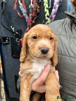 Cocker Spaniel dogs - Advert 1