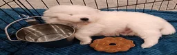 Samoyed dogs for sale: cbcxvcvz Healthy top Samoyed pups to go in Halesowen - Advert 4