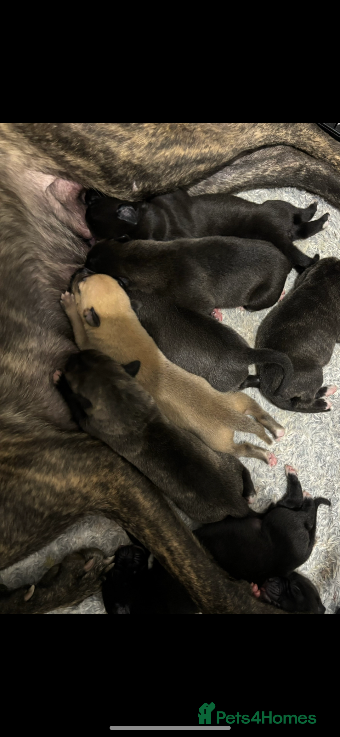 Lurcher dogs for sale: Bull x lurcher pups for sale - Image 7