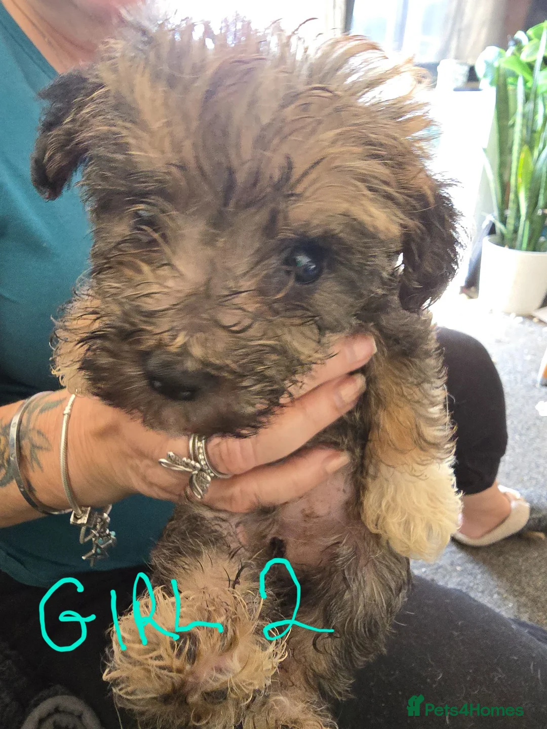 Jackapoo dogs for sale: Jackapoo puppies  - Advert 6