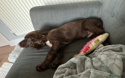 Sprocker dogs for sale: Male Chocolate Sproker - Image 5