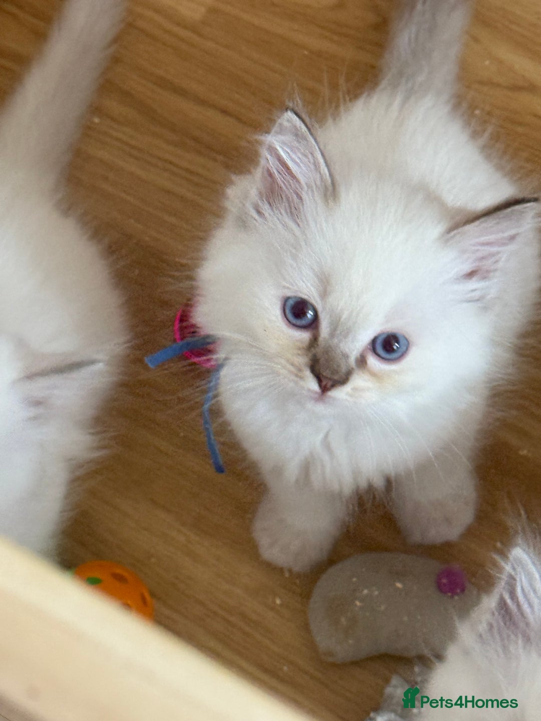 Ragdoll cats for sale: Gccf registered ragdoll kittens  - Image 29