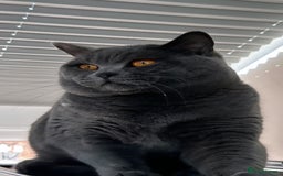 British Shorthair cats for stud: 🐾 Leo – Stunning GCCF BSH Stud Available Now 🐾 in Birmingham - Image 7