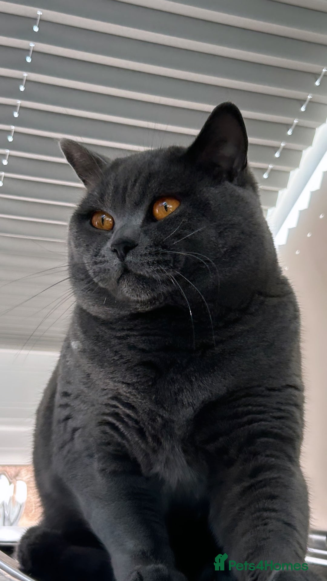 British Shorthair cats for stud: 🐾 Leo – Stunning GCCF BSH Stud Available Now 🐾 in Birmingham - Image 7