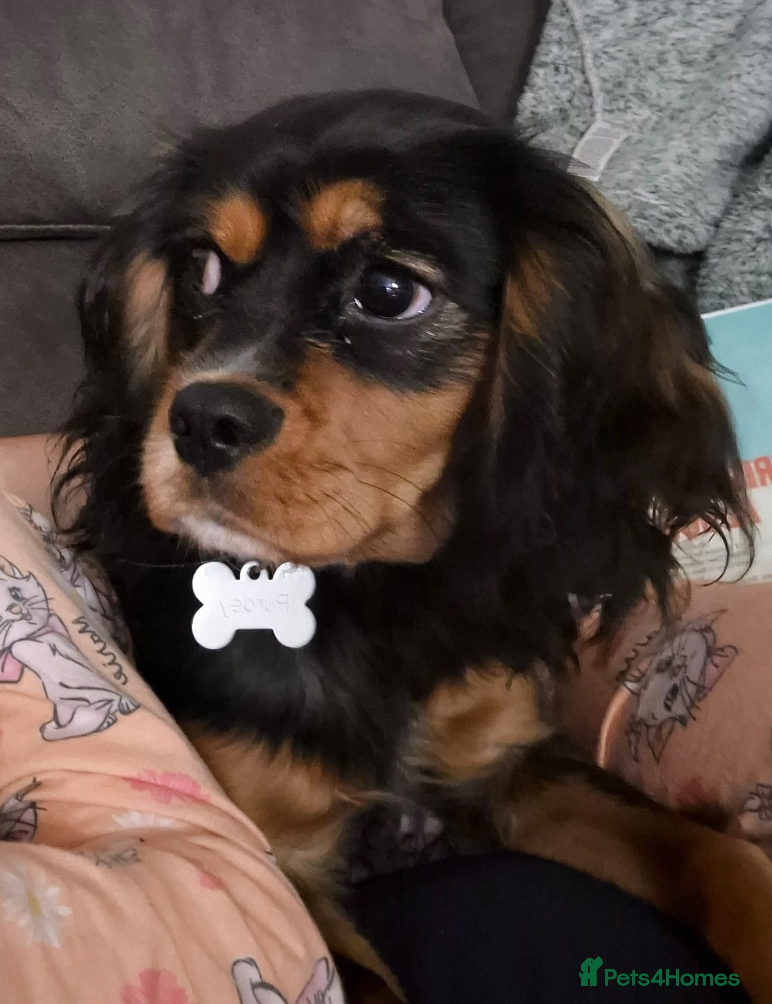 Cavalier King Charles Spaniel dogs Beautiful cavalier King Charles  - Advert 9