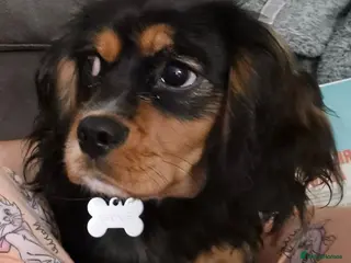 Cavalier King Charles Spaniel dogs Beautiful cavalier King Charles - Advert 9