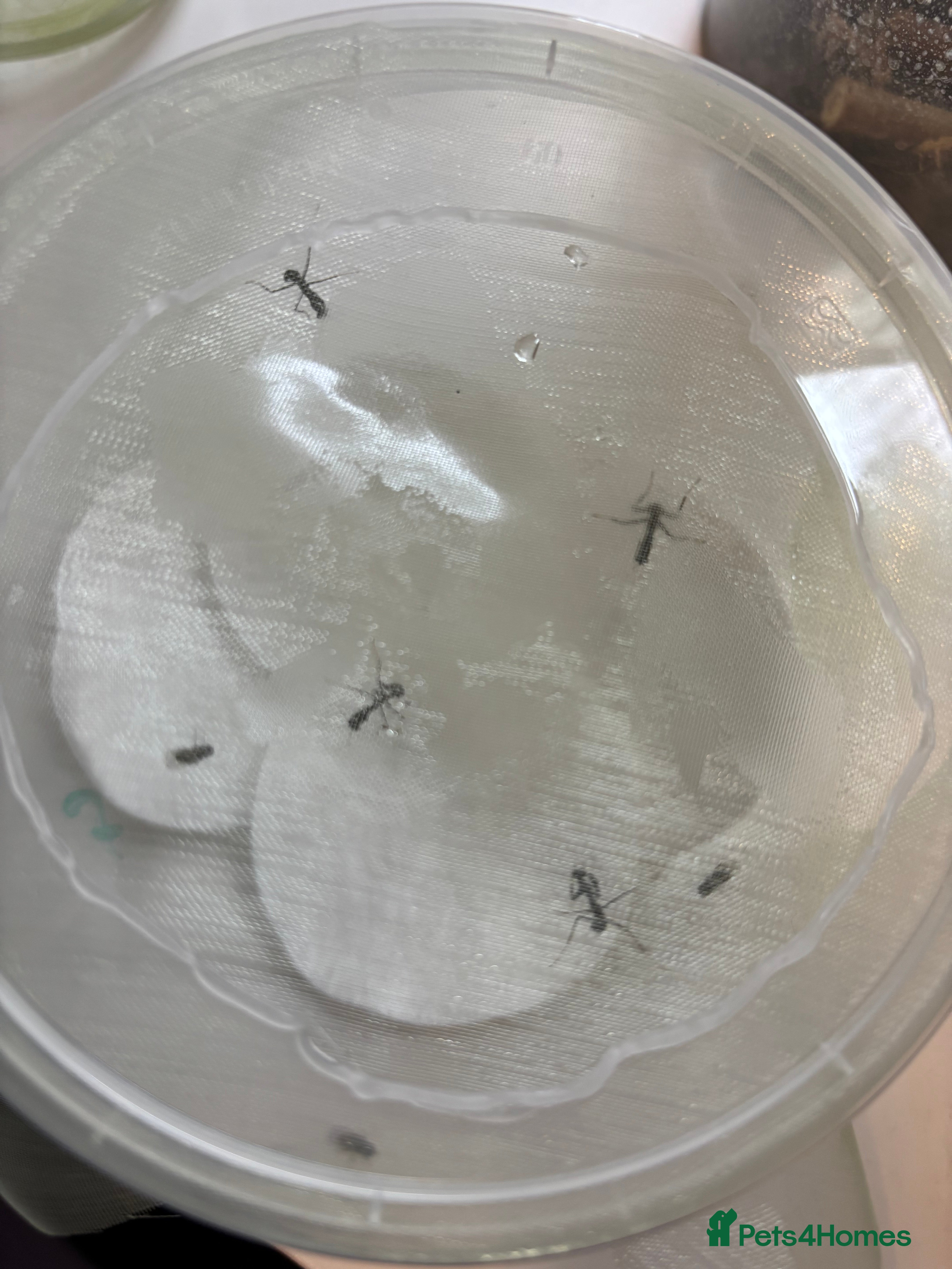 Praying Mantis invertebrates Ghost mantis (Phyllocrania paradoxa) - Advert 23