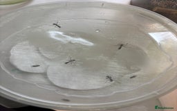 Praying Mantis invertebrates for sale: Ghost mantis (Phyllocrania paradoxa) - Image 1