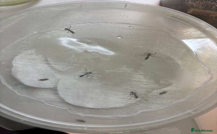 Praying Mantis invertebrates - Advert 1