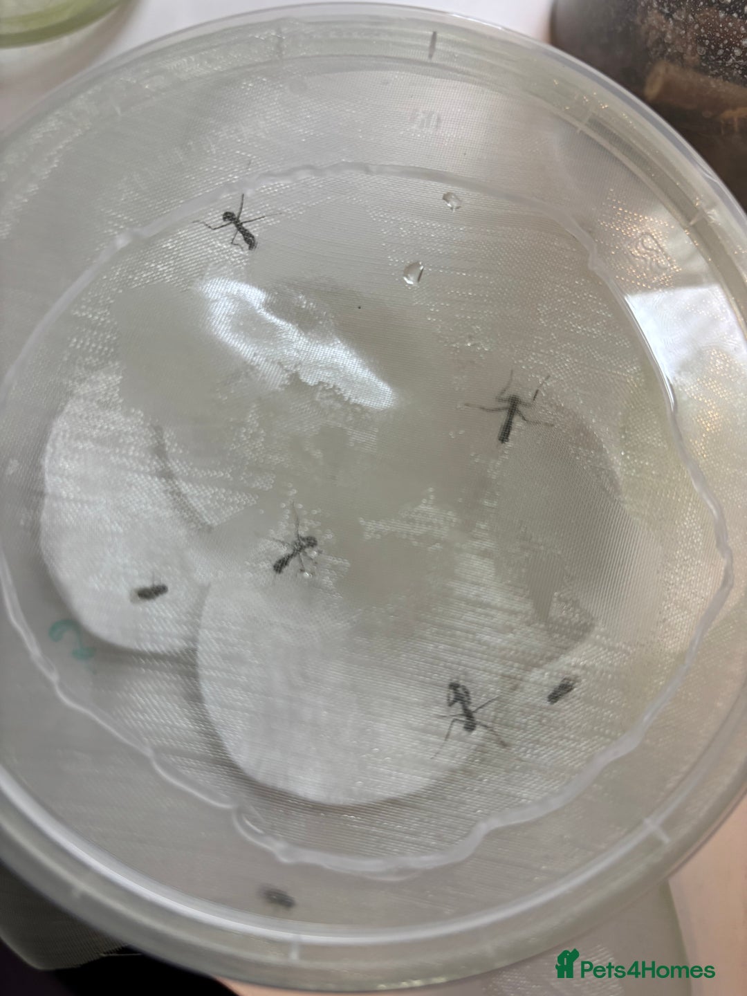 Praying Mantis invertebrates for sale: Ghost mantis (Phyllocrania paradoxa) - Image 1