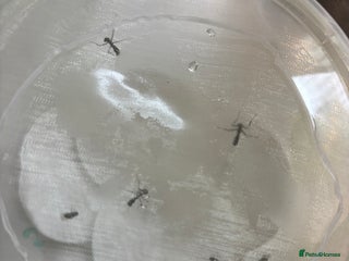 Praying Mantis invertebrates Ghost mantis (Phyllocrania paradoxa) - Advert 3