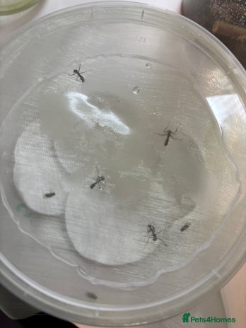 Praying Mantis invertebrates - Advert 1