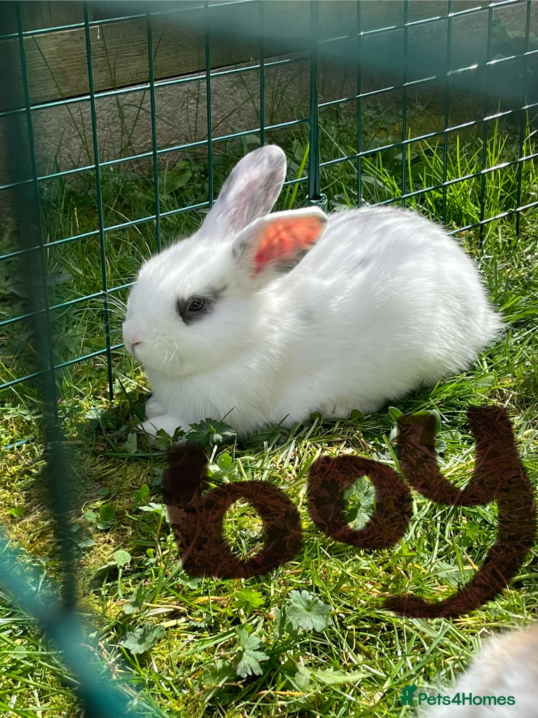 Mixed Breed rabbits for sale: English lop mixed with palomino  in Norwich - Advert 1