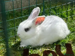 Mixed Breed rabbits English lop mixed with palomino - Advert 2