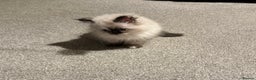 Birman cats for sale: Beautiful  Tortie  girl avaible - Advert 3