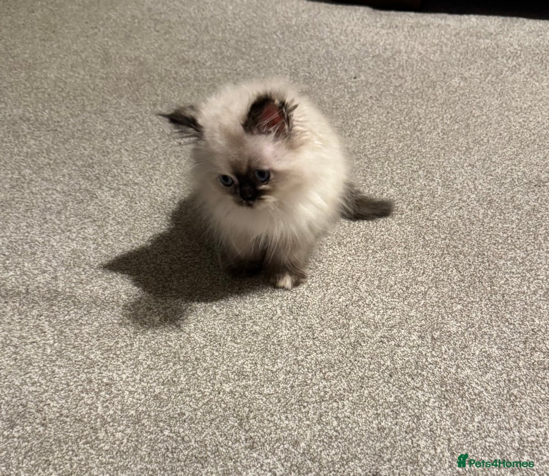 Birman cats for sale: Beautiful  Tortie  girl avaible - Advert 3