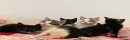 Mixed Breed cats for sale: 6 Adorable Kittens – 3 Boys & 3 Girls - Advert 12