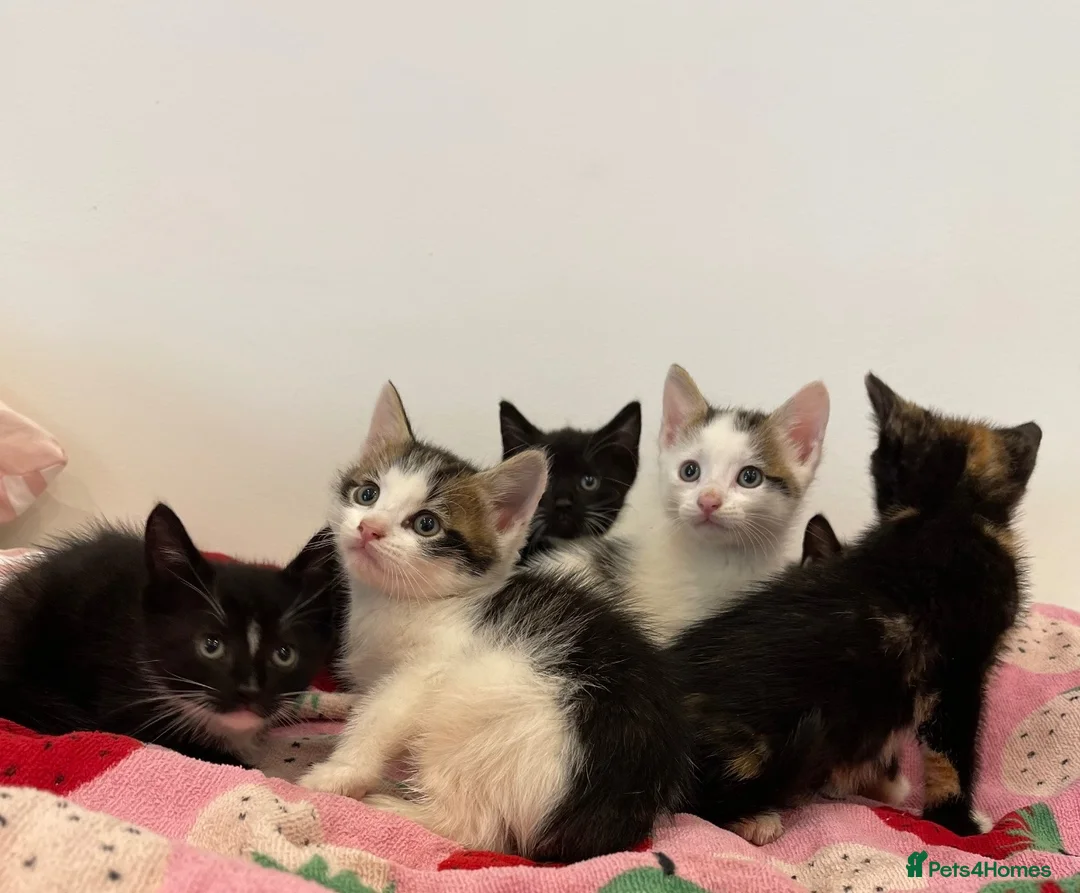 Mixed Breed cats for sale: 2 Black & White Tuxedo kittens remaining  in London - Advert 1