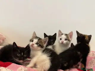 Mixed Breed cats 6 Adorable Kittens – 3 Boys & 3 Girls - Advert 3