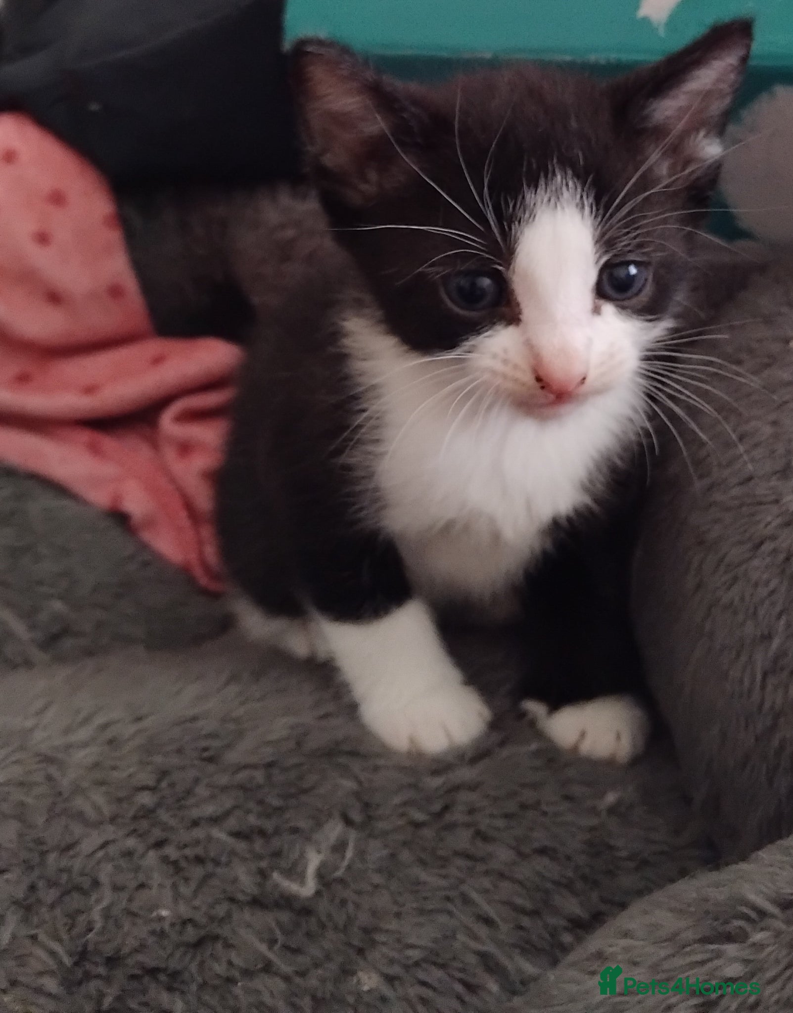 Mixed Breed cats Kittens for sale - Advert 1