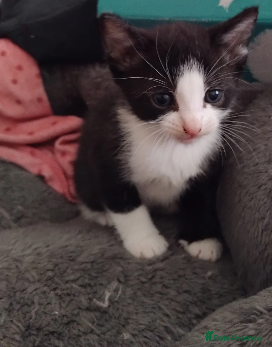 Mixed Breed cats for sale: Kittens for sale - Advert 1