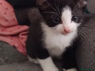 Mixed Breed cats Kittens for sale - Advert 2