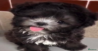 Maltipoo dogs - Advert 1