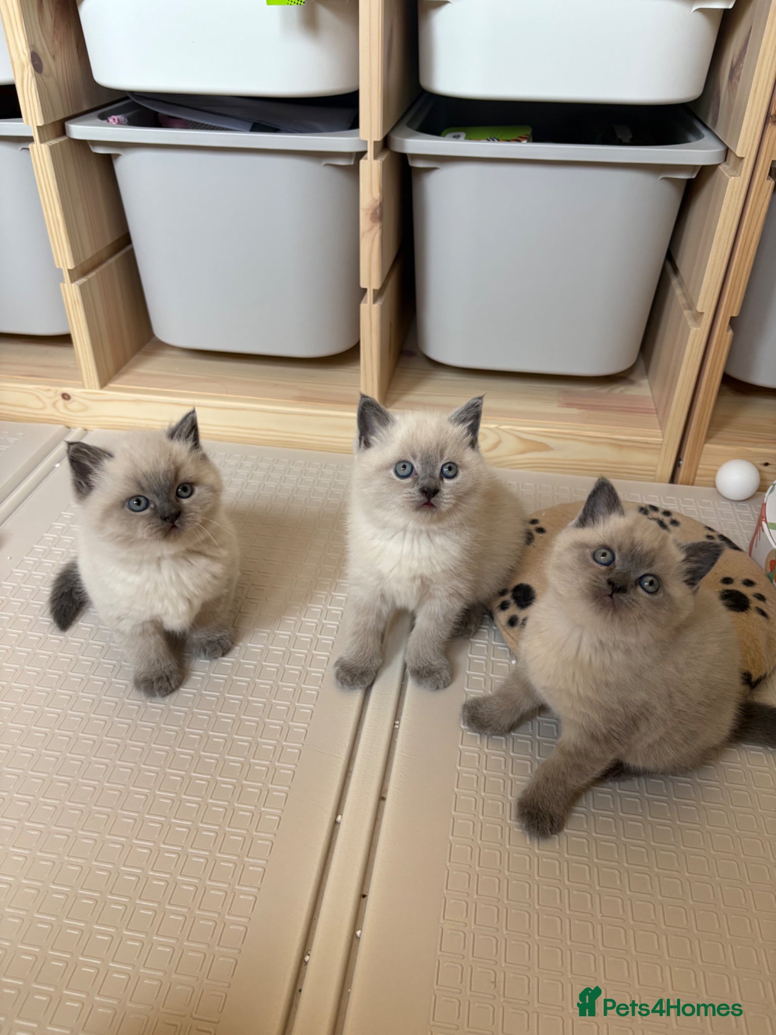 Scottish Fold cats for sale: Scottish fold British shorthair kittens  in Norwich - Advert 1