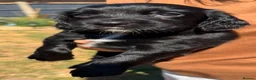 Sprocker dogs for sale: Sprocker spaniel  - Advert 29