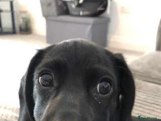 Mixed Breed dogs in Halesworth - Advert 36