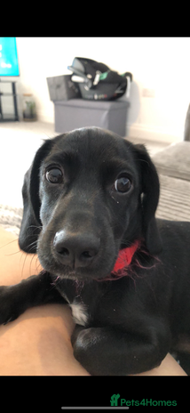 Mixed Breed dogs in Halesworth - Advert 14