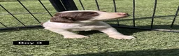 English Springer Spaniel dogs for sale: Kc registered ernglish springer spaniel puppies - Advert 7