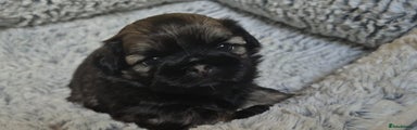 Shih Tzu Puppy 3