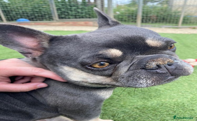 French Bulldog dogs - Advert 7