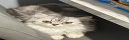 Persian cats for sale: Persian kittens  - Advert 9