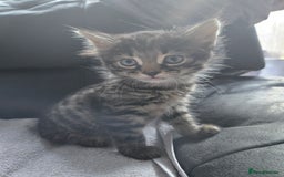 Mixed Breed cats for sale:  tabby kittens  - Image 9
