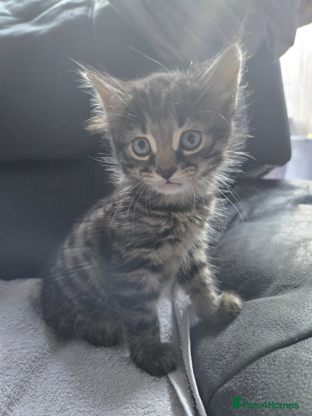 Mixed Breed cats for sale:  tabby kittens  - Image 9