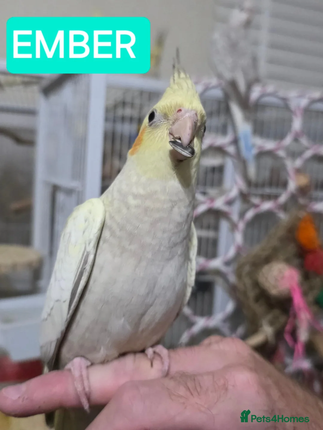 Cockatiels birds for sale: 8 week old female cockatiels - Advert 2