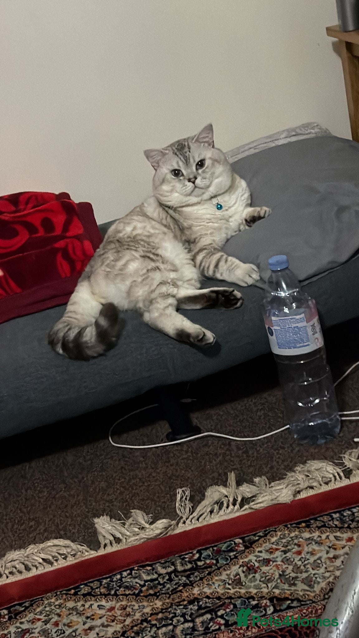 Brucie