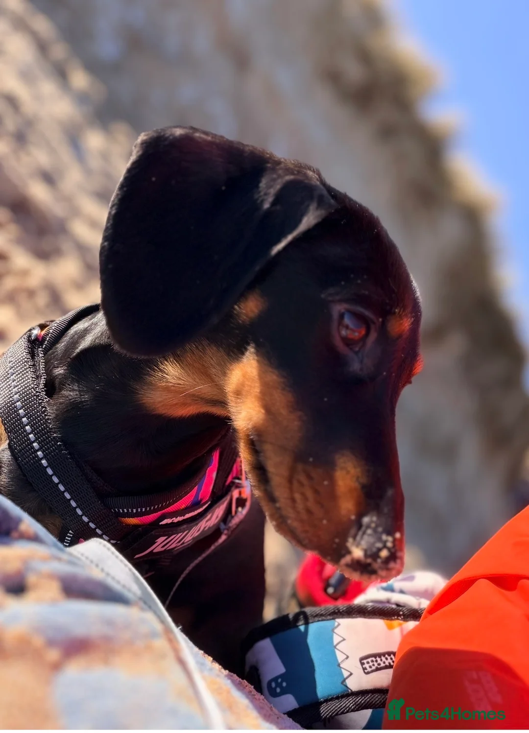 Dachshund dogs for sale: 6 month old miniature dachshund  - Advert 2