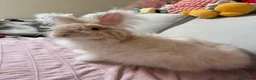 Angora rabbits for sale: Full Angora Rabbit - Advert 3