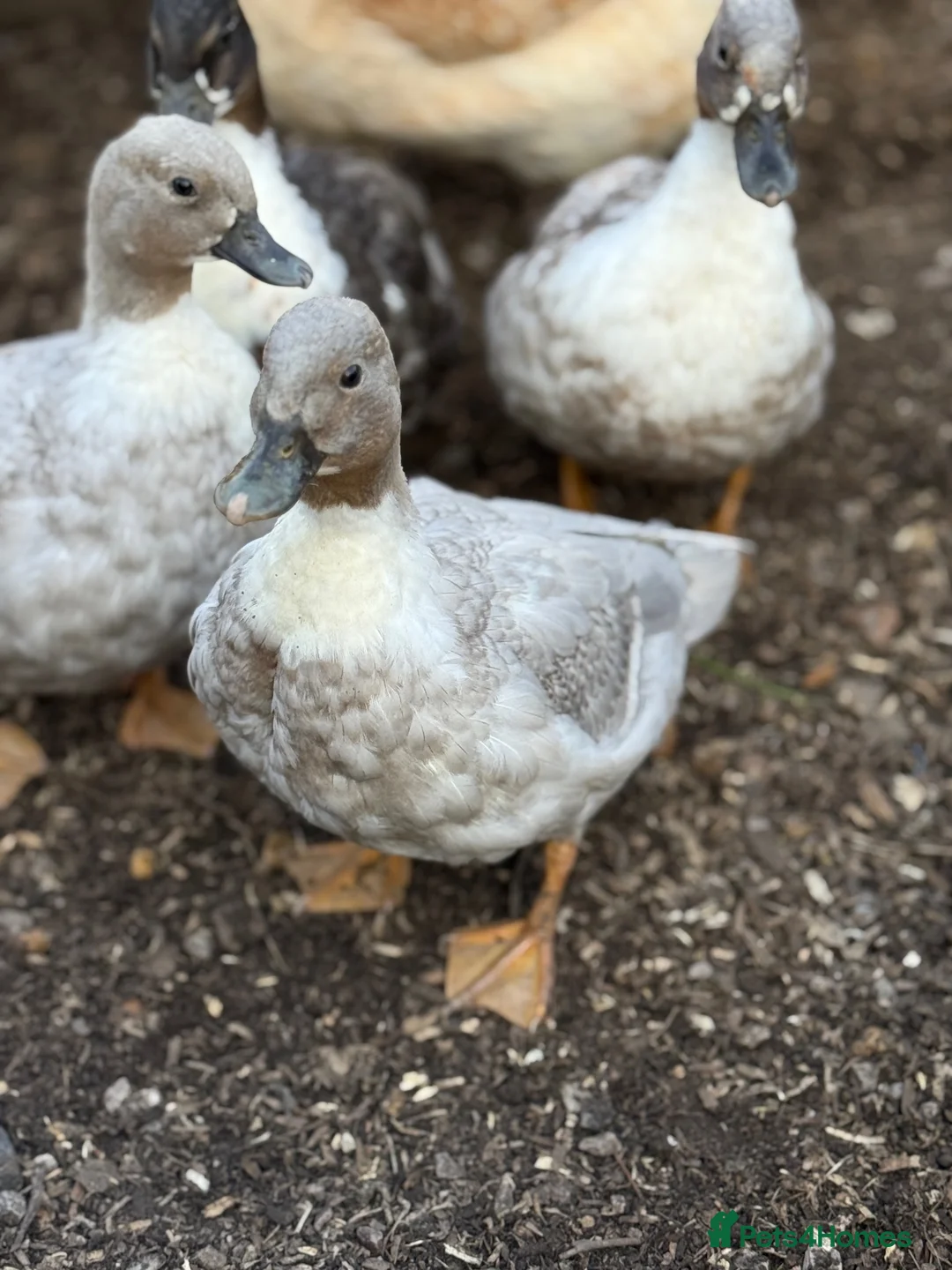 Ducks poultry for sale: Call ducks  - Advert 2