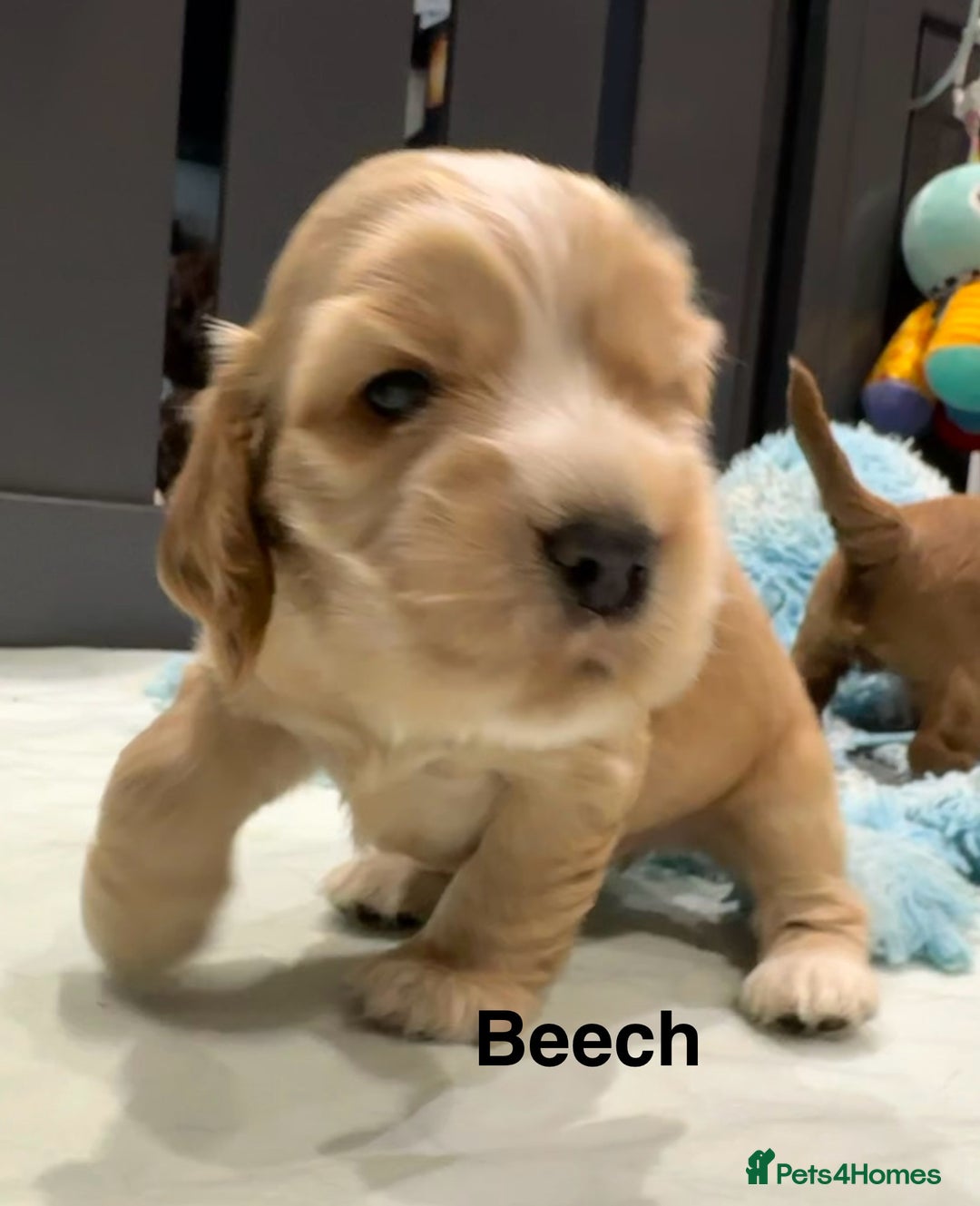 Cocker Spaniel dogs for sale: KC Sable Show Cocker Spaniels  - Image 14