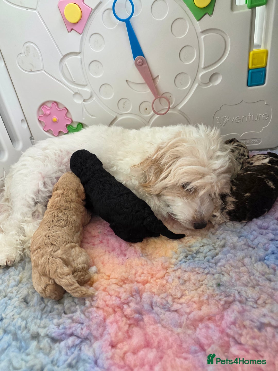 Cockapoo dogs for sale: F1b cockapoos 💜 health tested 🐶 - Image 7