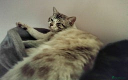Mixed Breed cats for sale: outdoor Alpha Tom  - Image 1