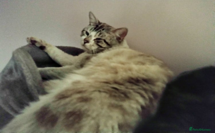 Mixed Breed cats - Advert 6